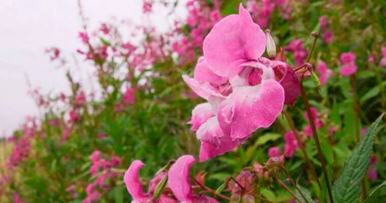 Orchid Garden