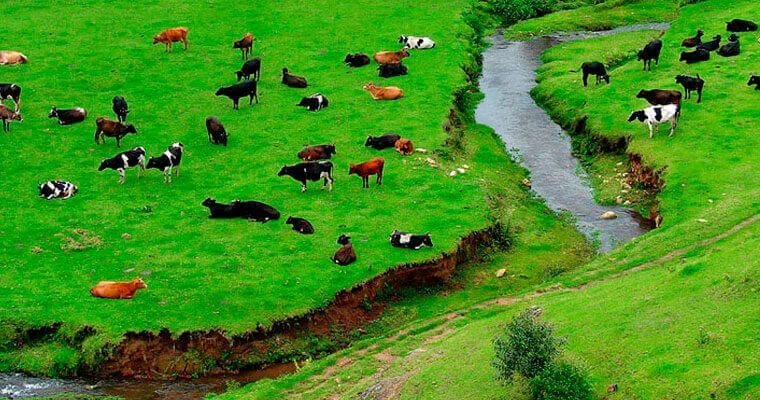 Dairy farm
