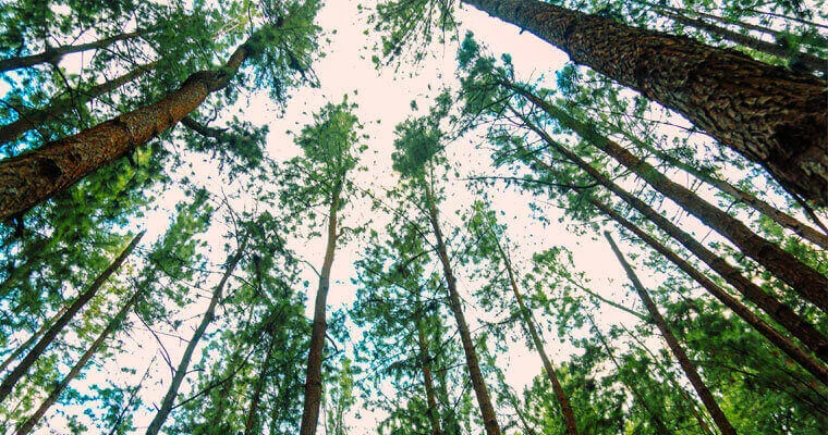 Pine Valley